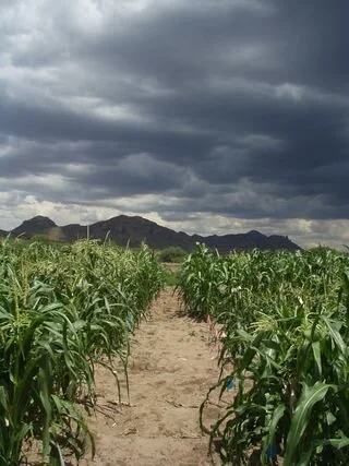 D is for DNA circa 1980