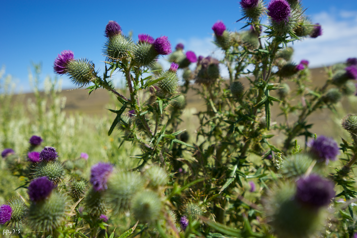 Thistles in Argentina!