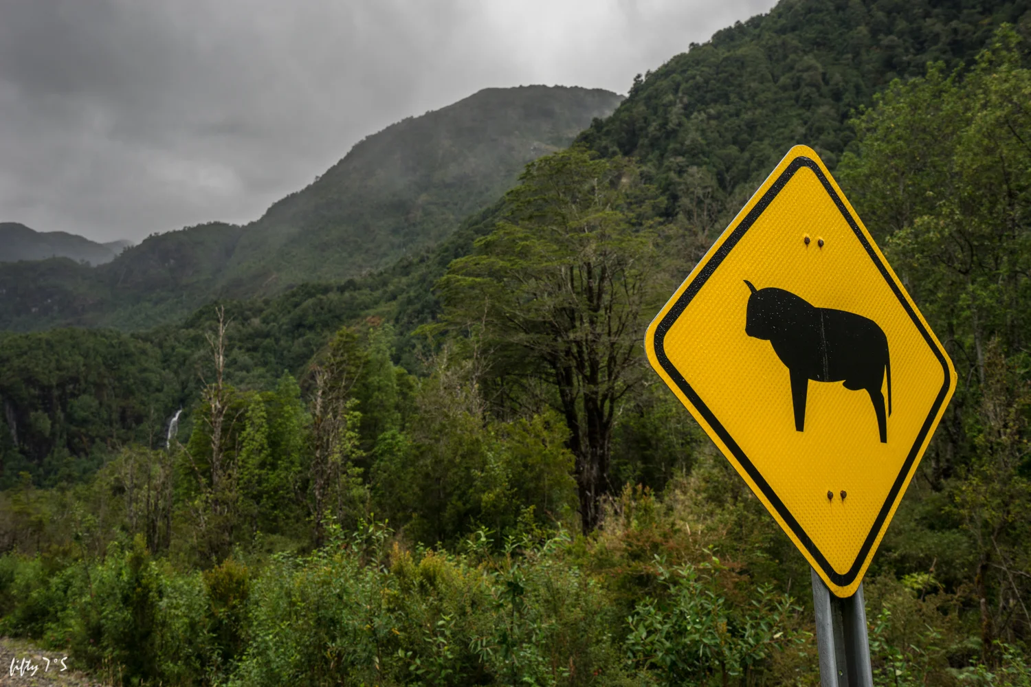 gotta watch out for the bulls
