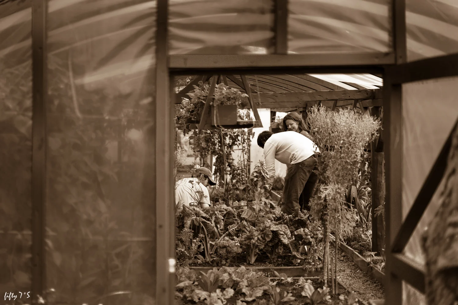 El Amarillo, getting our veggies straight from the farm next door!