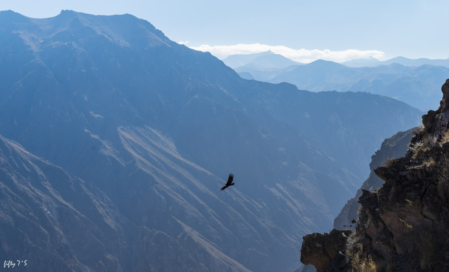 Andean Condor