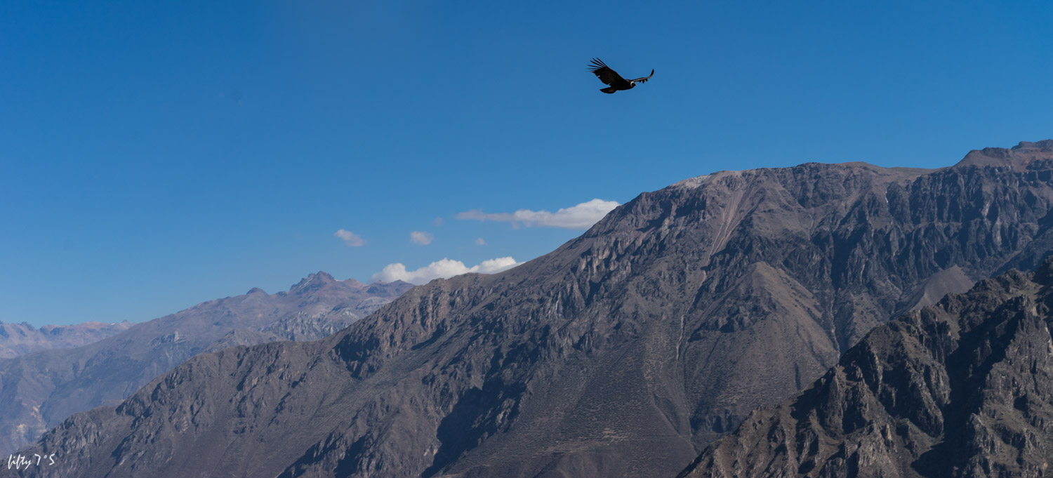 Andean Condor