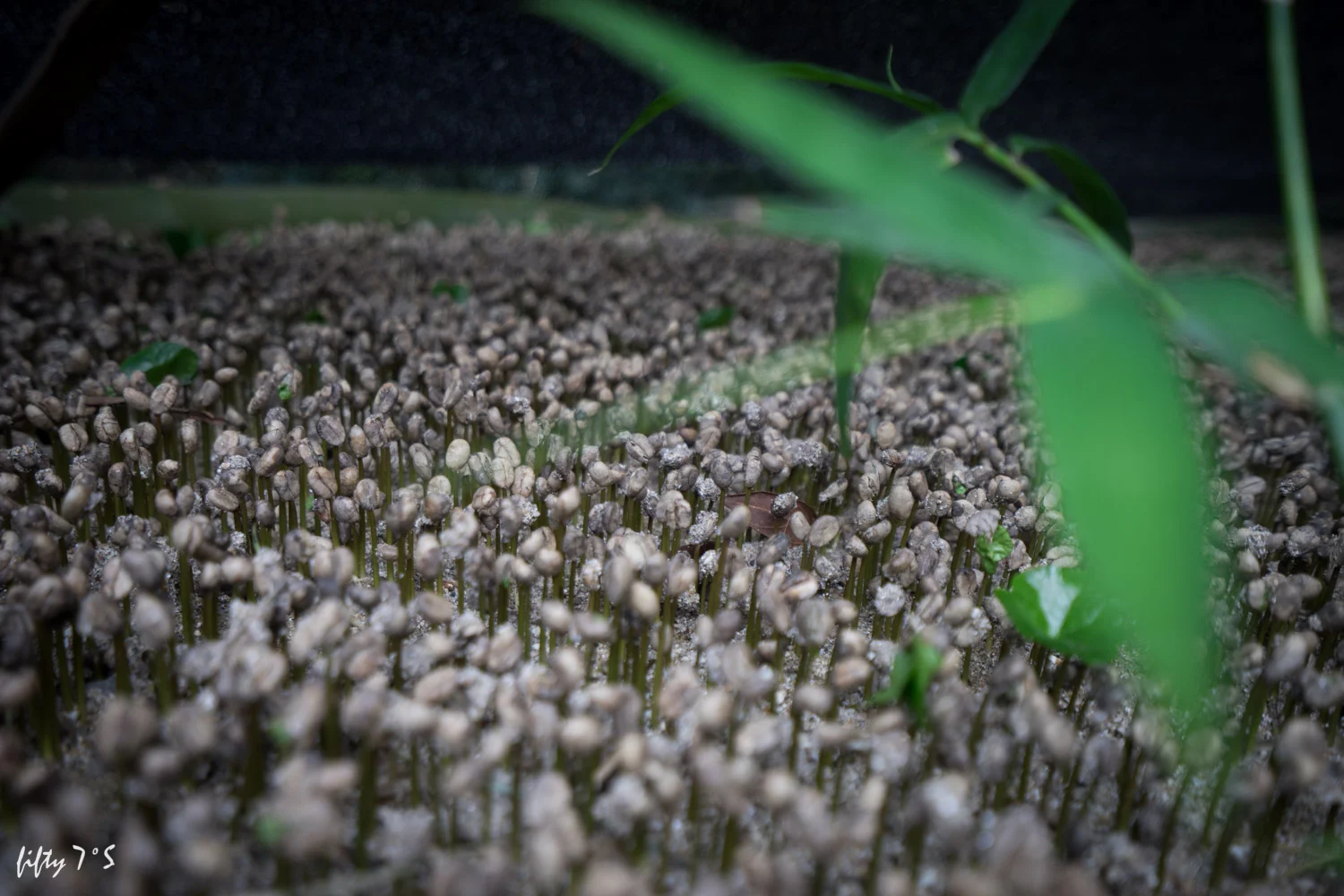 Growing coffee plants. Finca La Victoria, Organic Coffee Farm. 