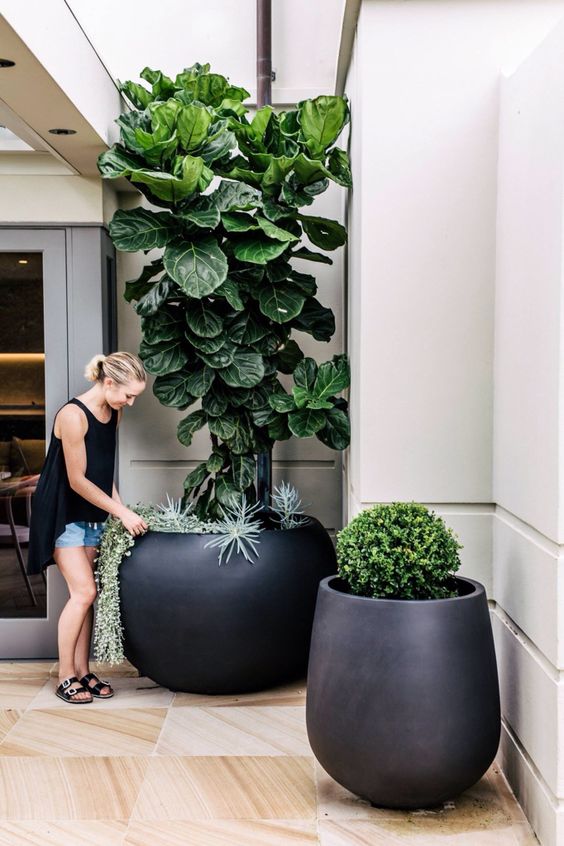 this ficus is the best way to bring the garden into your house, its almost a tree and is lush green at it, if we let it grow tall.
