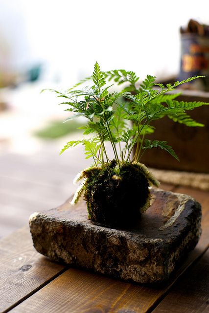 The small rabbit foot fern is from the Davalliaceae family which is found in Malaysia. Because of the small leaf size, the fern acts as ornamentation to the minimal interiors. As the rhizomes grow out from the plant, new leaves will sprout from it along the way. These rhizomes or ‘feet’ can be fashioned to grow in any direction.