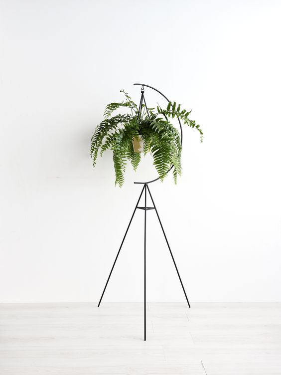 Boston Fern Plant (Nephrolepis exaltata), is native to tropical regions throughout the world. This has gracefully arching fronds portrays a great aesthetic value to the room. This can grow 3-6 feet tall with alternate leaflets on either sides, each of which can be 2-8 cms long.