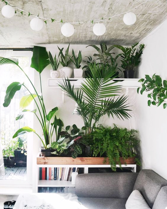 The same Boston fern plant used along with palms and succulents, creating a fuller more decorative corner.