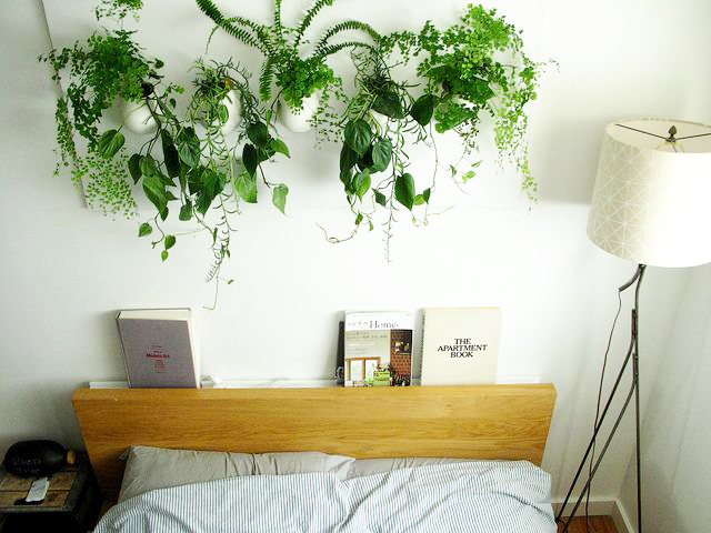 here is a great example of a maidenhair fern used long with other dip plants creating a complimentary piece of art. its also such a breath of fresh air, when compared to huge random things we hang on top of our beds, in the name of decor.