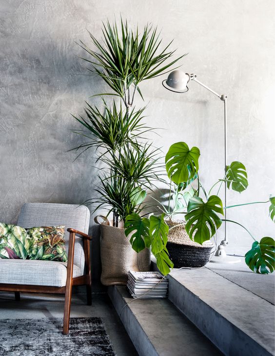 We love the idea of combining the horizontal spread of the Monstrea, with a tall plant to create an explosion of green with just two plants.