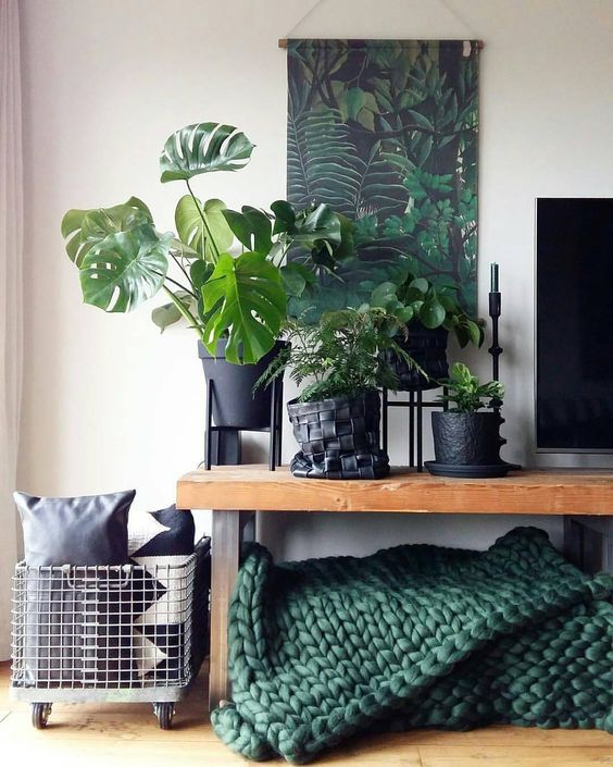 We love the oversized leaves of the Monstrea, when placed at the eye level, like on a table top, the Monstrea fills up the room with green.