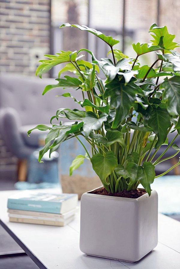 It makes for a perfect accessory on a side table(let side) or a smaller prop for the center table. The growth of the plant can be tamed and trimmed to not excced beyond a certain height. the glossy green leaves add a lot of freshness both from a distance and from up close. Also, we personally love the contrast of these green leaves against concrete pots.