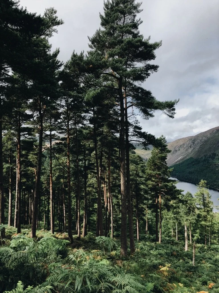 What Is.. Forest Bathing