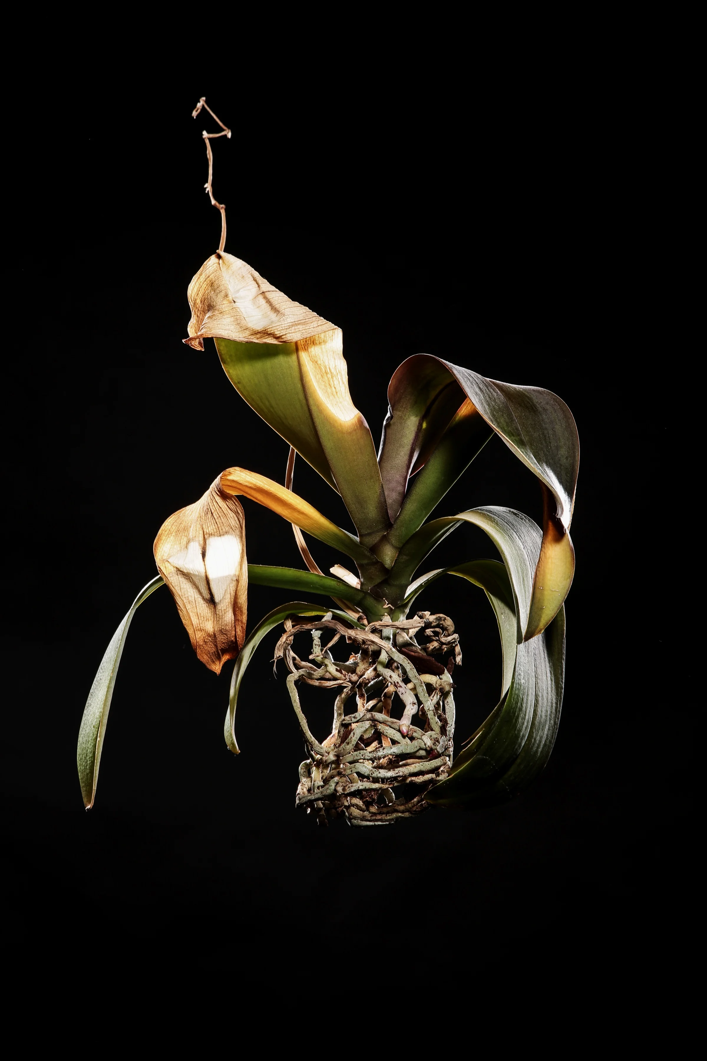 dead orchid 1