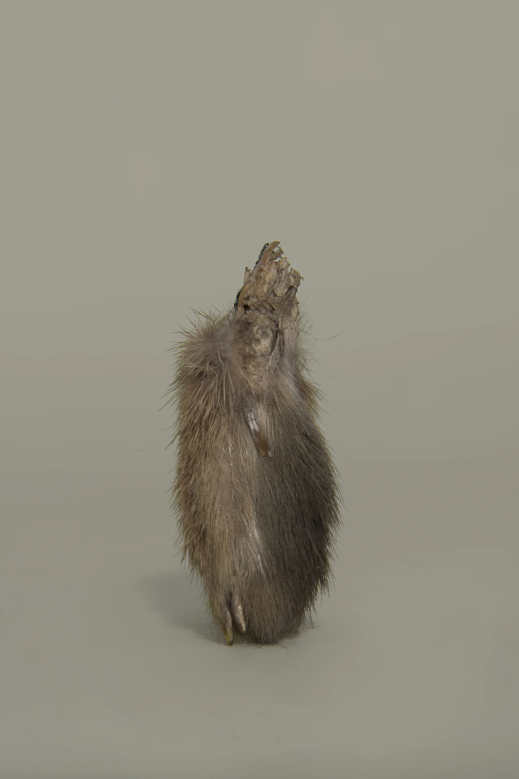 Hare foot