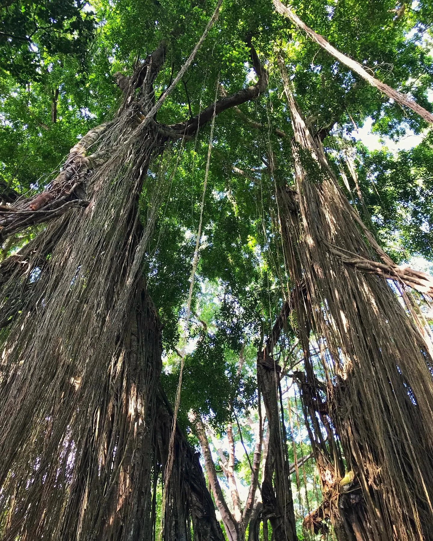 Ever growing tree 
-
#monkeytown #monkeyforest #ancient #tree #touristy #but #beautiful #evergrowing #jungle #ubud #bali #impressive