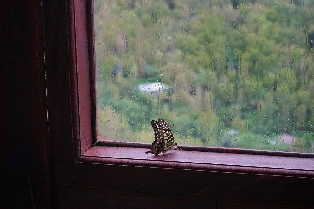 A poetic image I think.
-
By the way, do you know @georgemonbiot ? Inspiration. See the pinned video on his wall
-
#butterfly #shelter #bali #nature #naturephotography #green