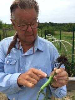 John inspects this colorful caterpillar and soon realizes it is the dreaded hornworm. This pest is the Tobacco Hornworm, as identified by his 7 stripes, and is capable of decimating whole tomato or pepper plants in no time! Nash and Katrina spent a morning picking them off by hand, but it's a challenge because of their incredible ability to blend into the foliage. An organic solution will be used to spray the plants with bacillus thuringiensis (BT), a natural and safe microbial pesticide.