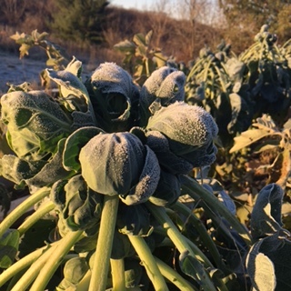 Our first real frost arrived at the farm this weekend. Fortunately, Brussels sprouts can withstand frost and can be harvested until a hard freeze strikes. The best-quality sprouts are produced during sunny days with light frosts at night.