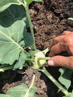 The last kohlrabi is harvested, bringing the total to over 50 pounds! It is such an efficient vegetable...ready to be harvested just when you need the space for tomatoes and cucumbers. Chef Mario made an exquisite soup with some of them, something that may be duplicated during opera season. Will plan to start seedlings in August so that they can be in the ground by September 1.