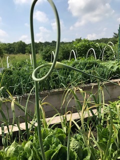 ...and enjoyed! And we seem to be on schedule for harvesting garlic next weekend. Garlic scapes are the flower bud of the garlic plant. I removed the buds several weeks ago to encourage the bulbs to thicken up. Scapes make a fabulous addition to a flower arrangement with their elegant twirls, and they are absolutely delicious to eat!