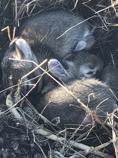 When preparing one of the beds for replanting, I discovered this nest of bunnies just below the surface. I count six...and one has her eyes open, so I'm thinking they're about 10 days old. This means they are almost old enough to be moving on! Now I know why my beet leaves continue to be devoured each evening. Mama has stayed close to her babies!