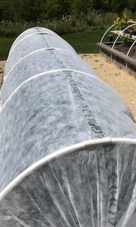 Once garlic and onions have been harvested, beds are planted with a fall harvest in mind. Kohlrabi, beets, carrots, spinach, kale, and a variety of lettuces should keep us going through November!