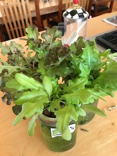 These oakleaf lettuces are thriving in the greenhouse and are ready to harvest in 28 days. Perhaps they are a solution for winter salads.