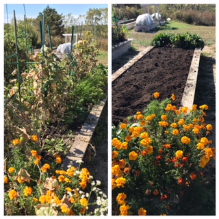 BEFORE and AFTER pics! Each of the beds needs to be cleared of all the dead plant debris and prepared for our fall planting of garlic. I am adding 3 inches of mushroom compost to each bed. Couldn't bring myself to rip out the blooms just yet....but when we plant the garlic, we'll switch out the marigolds for some bulbs that will bloom in the spring!