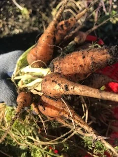 The remaining carrots, beets, and kohlrabi were harvested this weekend and were a wonderful complement to our Thanksgiving dinner!