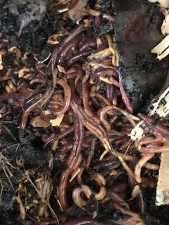 There are nearly 7000 species of worms on our planet, but the two that we want in our garden are the burrowing and feeding kind. Often referred to as Nature's plow, the burrowing worm aerates the soil, creating horizontal pathways underground. The feeding worms thrive on decaying organic matter and leave rich worm castings behind, providing a wonderful natural fertilizer. The worms pictured above are red wigglers. They live in worm bins in the greenhouse, consume half their weight in kitchen scraps each day and double their population in 90 days! Their favorite foods are the melon rinds and avocado skins, but they'll eat most everything we toss in. Hats off to these hard working friends of our farm!