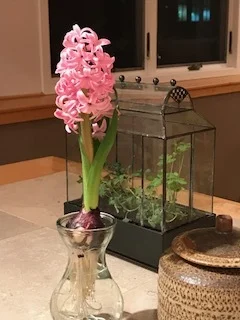 The longer days and milder weather are making me long for spring! Hyacinth bulbs growing in water has me wondering if that would work with lily of the valley? Filled the Wordian case with herb seedlings to see if they would thrive. The grow lights in the barn, as seen in the background, are providing spring-like conditions for onions, leeks, kohlrabi, celery and a variety of herbs and flowers.
