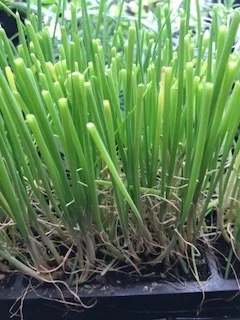 I have 5 trays of onions and leeks waiting to be transplanted. These seedlings have had their third haircut! Hopefully next weekend, the weather will be more cooperative!