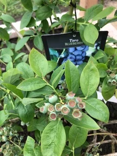 That might be a slight exaggeration. But we know that these recently planted bushes will be loaded with antioxidants, fiber, vitamin K, manganese and vitamin C. And there's nothing quite like picking your breakfast right from the tree!