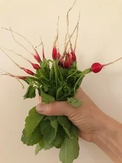 and I know all the reasons we need to do it! I just don't like deciding who stays and who goes! They're all precious to me...I've raised them! In this case, I waited too long to thin the radishes...but it was a happy mistake. These have provided beautiful garnishes for this weekend's meals. Let's hope the others, left in the ground, will plump up and become beautiful little globes.