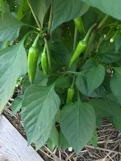 These are Bulgarian Carrot Chile Peppers from Hudson Valley Seed. "A spectacularly cute hot pepper, each about 2- to 2½-inches long, with extremely shiny skin and a carrot-like form. Its fun shape belies its heat, which is significant." When mature, its color ranges from gold to deep orange. Happy 4th of July to all!