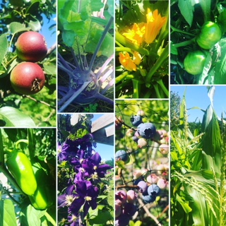 The colors of summer!