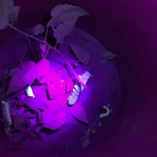 if you use a black light. They "glow" in the dark! I was able to pick off 8 tonight. Here are a few of them in my bucket! The damage they can do to a tomato plant in just one day is incredible!