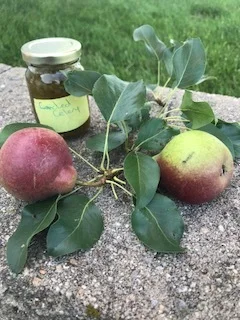 Calihan Catering's own Chef Payson turned some of it into candied celery. Who knew you could candy a vegetable? It is said to be delicious over roasted pears or certain fresh cheeses. John and I are waiting for our pears to ripen to crack open this jar. Thank you, Chef!