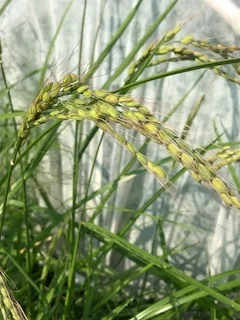 you could grow rice in Wisconsin? Not the traditional paddy rice, this is an upland variety called Duborskian, a Russian heirloom. I planted it in anticipation of an upcoming trip to Thailand. Hopefully there are enough weeks of good weather ahead for the outer husks on the rice grains to turn a golden brown. Then all I have to do is figure out how to thresh it! As always, more questions than answers!