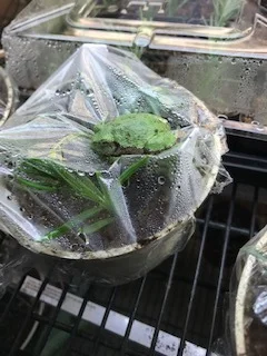 My little friend (a Cope’s Gray Treefrog or Hyla chrysoscelis) has not been seen since July…when I hung that impressive snakeskin on the bulletin board in the greenhouse. And I’ve missed him! But yesterday after taking lavender cuttings ,in an effort to “make more plants” (thank you Ken Druse!) I found him perched on top of the saran wrap keeping my new cuttings moist. Welcome back!