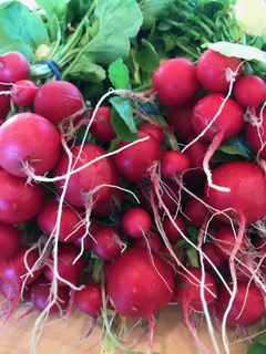 The weather here continues to challenge growers. Greens and roots are thriving, but I’m not sure that I’ll be harvesting any tomatoes and corn this summer! Our radishes are beautiful and John is on a mission to add 15 new ways to add these beauties to our meals. Joshua McFadden, in his recent book Six Seasons, has a wonderful recipe for a salad in which he pairs radishes with spring onions, mint, and lemon cream, on a bed of baby Romaine….yum!