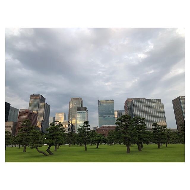 #tokyo #otemachi #pinetrees #city #cityscape #architecture #東京　#大手町　#町　#皇居　#雲が好き #夕方の空