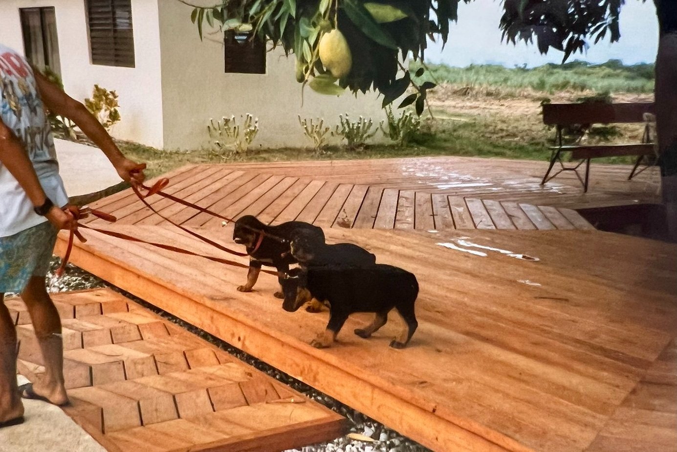 Three Puppies for Haiti