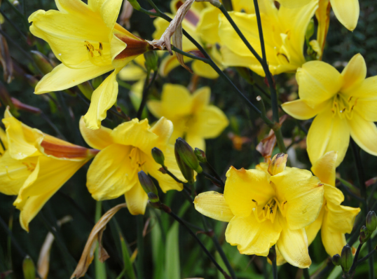 Blog.daylilies.png