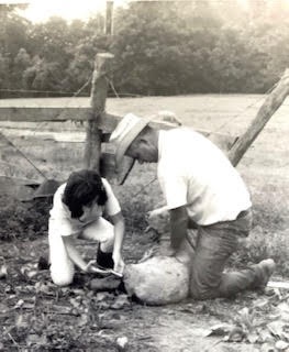Giving an injection while my Daddy held the sheep