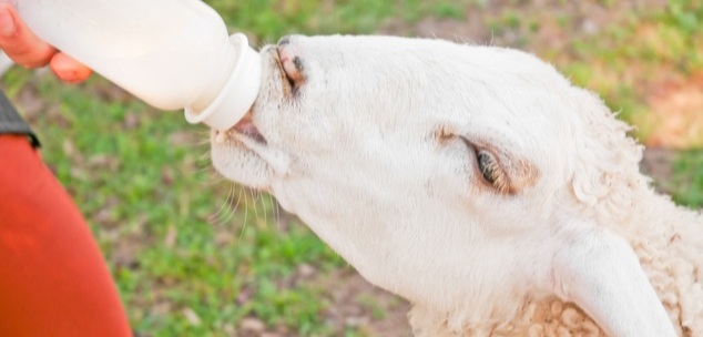 Blog.SheepBottle.jpg