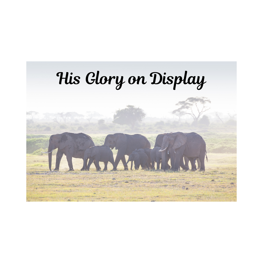 His Glory on Display