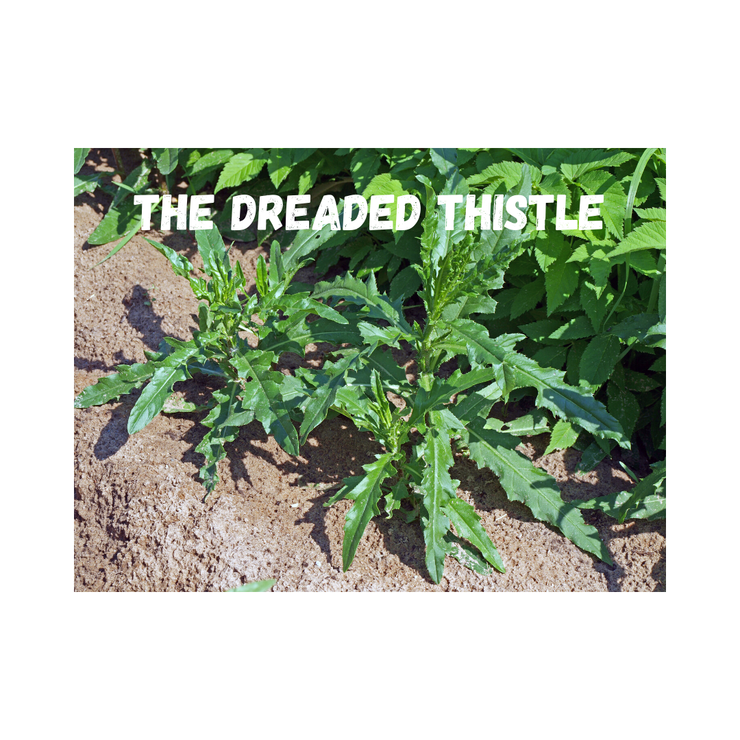 The Dreaded Thistle