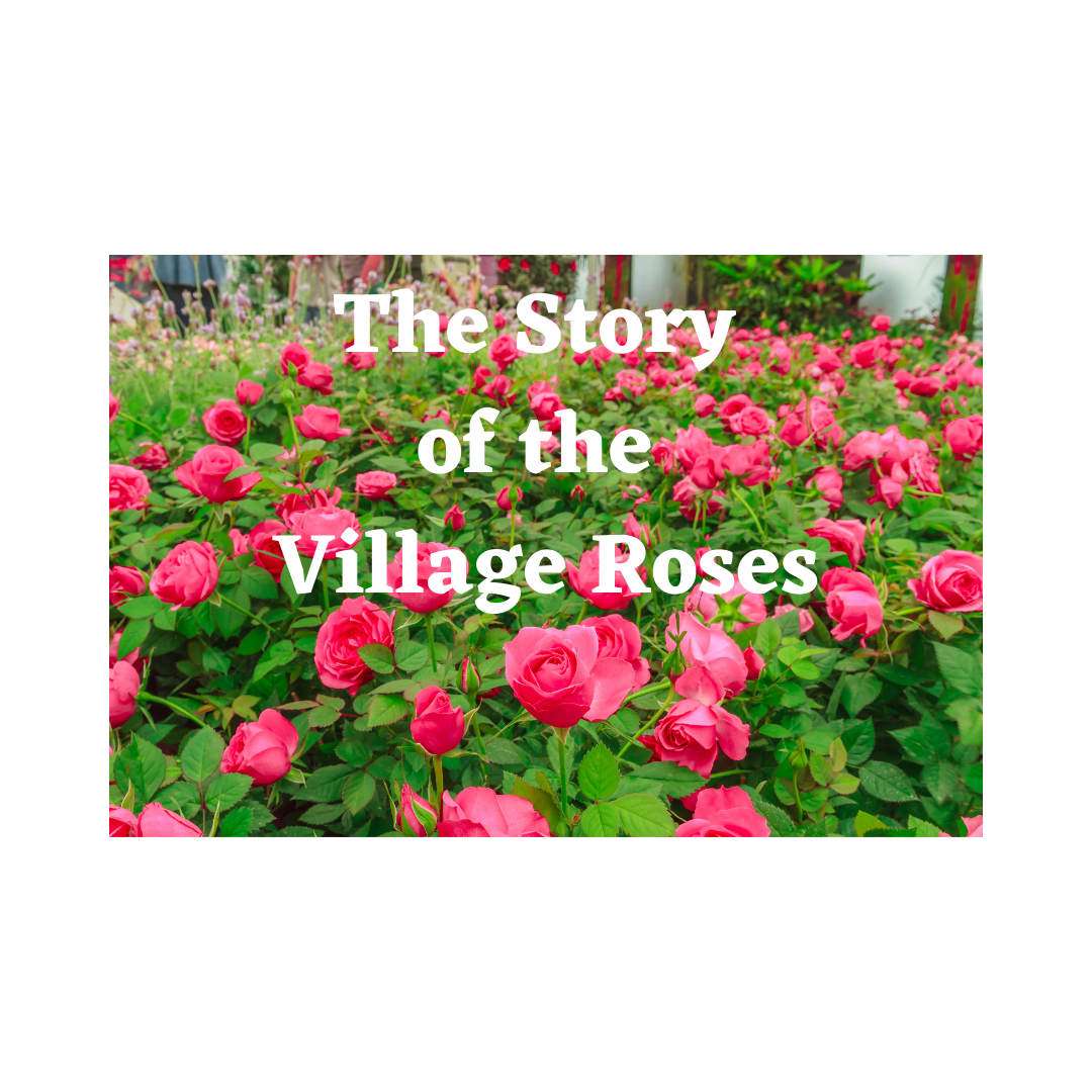 The Story of the Village Roses