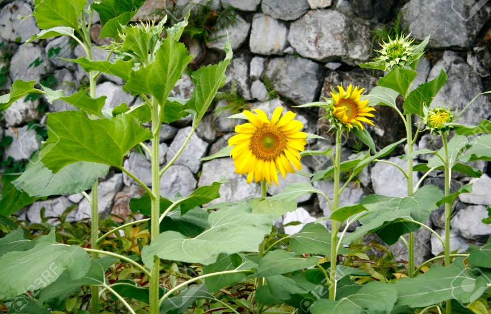 The Poetry of Septembers